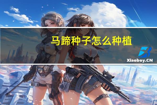 马蹄种子怎么种植