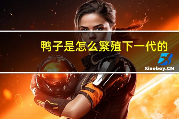 鸭子是怎么繁殖下一代的