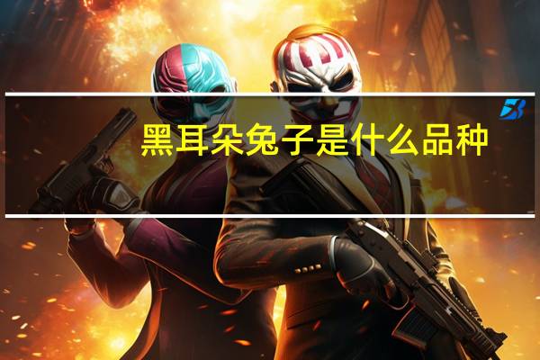 黑耳朵兔子是什么品种
