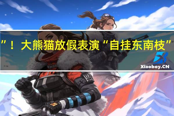 “倒挂金熊”!大熊猫放假表演“自挂东南枝” 到底什么情况呢