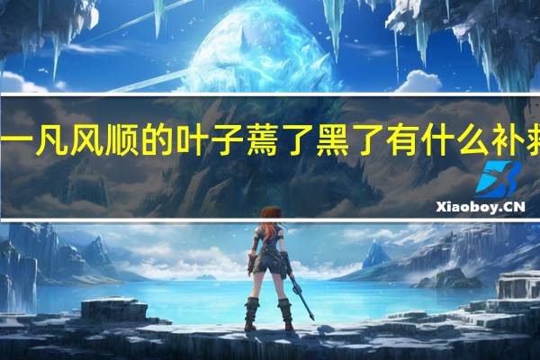 一凡风顺的叶子蔫了黑了有什么补救方法