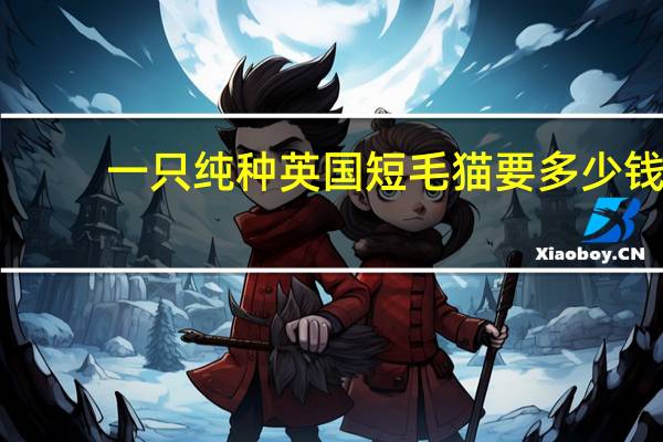 一只纯种英国短毛猫要多少钱