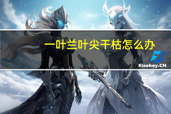 一叶兰叶尖干枯怎么办