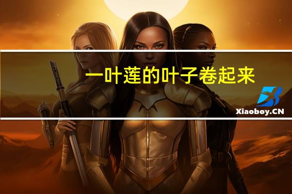 一叶莲的叶子卷起来
