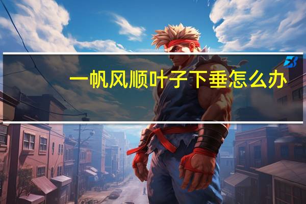 一帆风顺叶子下垂怎么办
