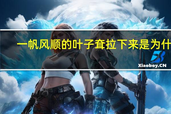 一帆风顺的叶子耷拉下来是为什么