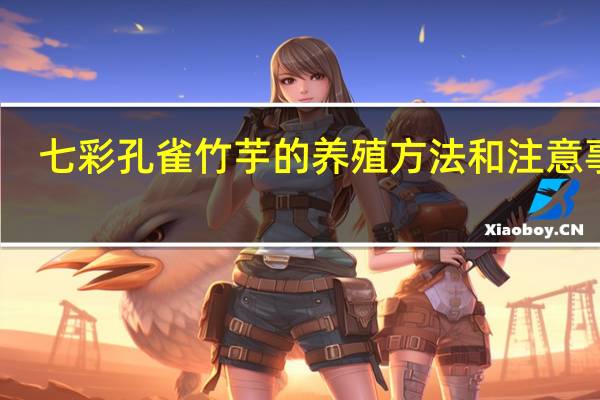 七彩孔雀竹芋的养殖方法和注意事项