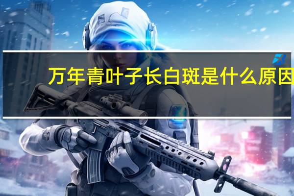 万年青叶子长白斑是什么原因