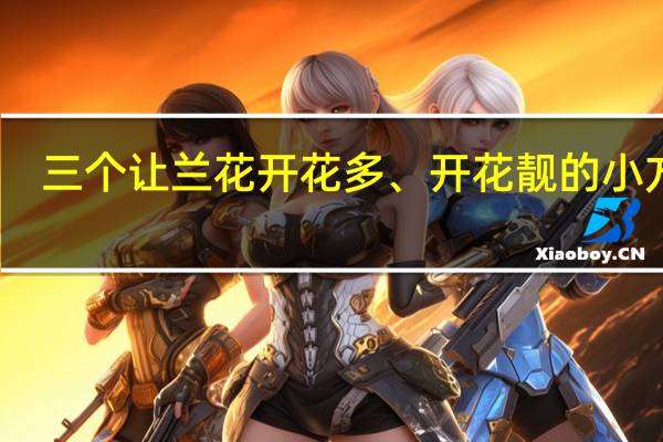 三个让兰花开花多、开花靓的小方法