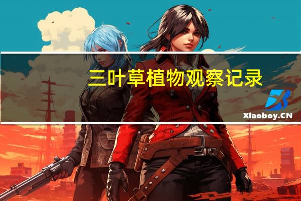 三叶草植物观察记录(三叶草植物)