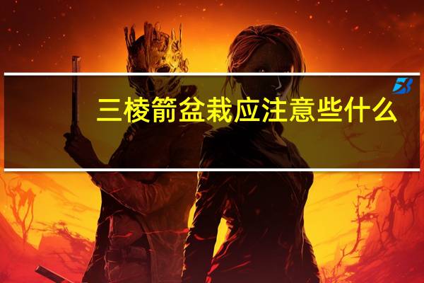 三棱箭盆栽应注意些什么