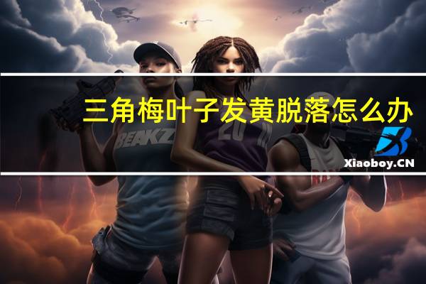 三角梅叶子发黄脱落怎么办