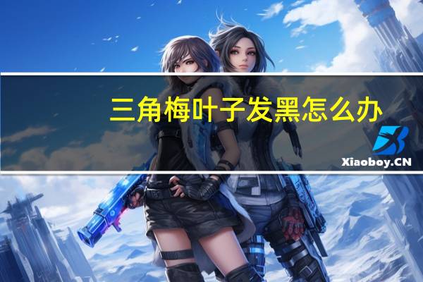 三角梅叶子发黑怎么办