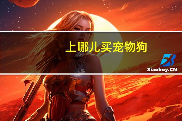 上哪儿买宠物狗