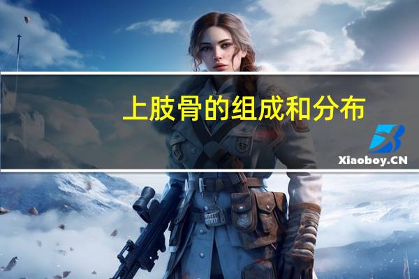上肢骨的组成和分布