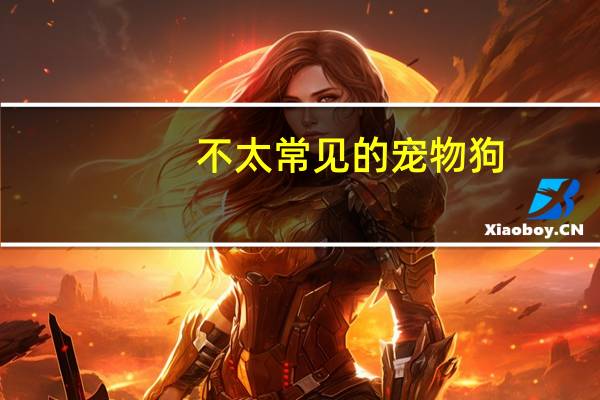 不太常见的宠物狗