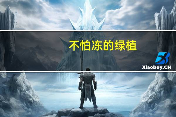 不怕冻的绿植