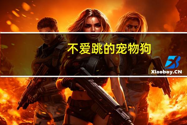 不爱跳的宠物狗