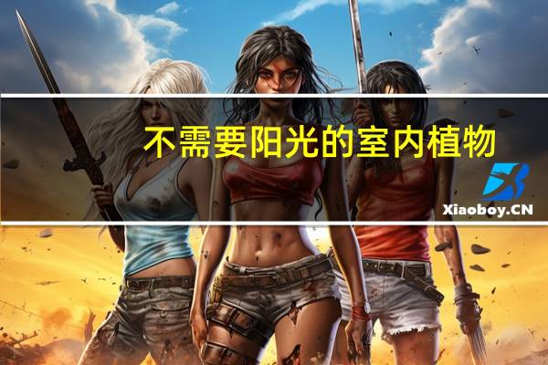 不需要阳光的室内植物