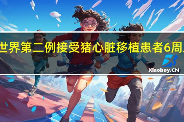 世界第二例接受猪心脏移植患者6周后死亡：比第一例存活时间更短