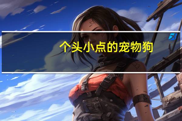 个头小点的宠物狗