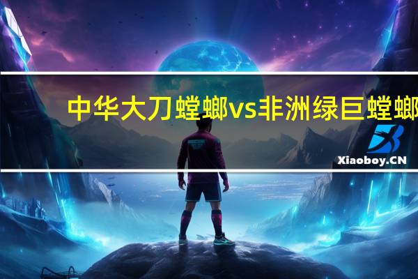 中华大刀螳螂vs非洲绿巨螳螂（中华大刀螂）