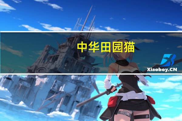 中华田园猫（中华隐士）
