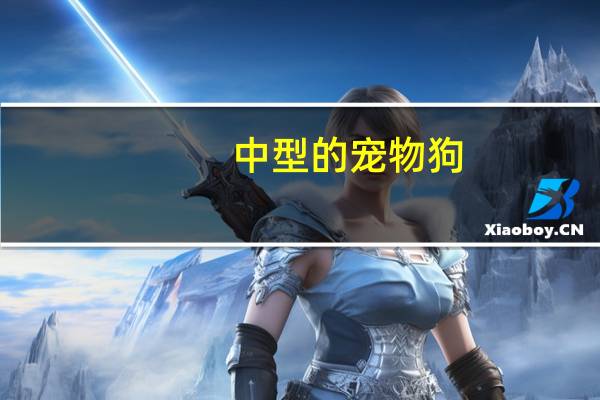 中型的宠物狗