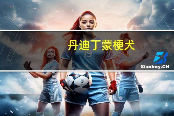 丹迪丁蒙梗犬
