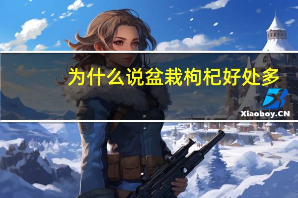 为什么说盆栽枸杞好处多