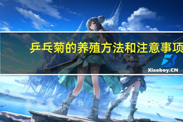 乒乓菊的养殖方法和注意事项