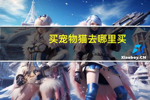 买宠物猫去哪里买
