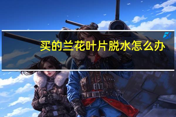 买的兰花叶片脱水怎么办