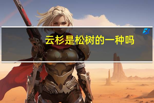 云杉是松树的一种吗