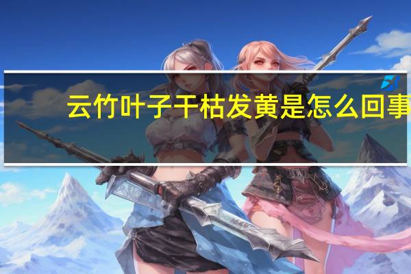云竹叶子干枯发黄是怎么回事