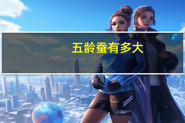五龄蚕有多大?