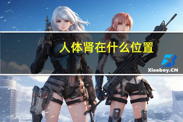 人体肾在什么位置（人体肾的位置在哪里）