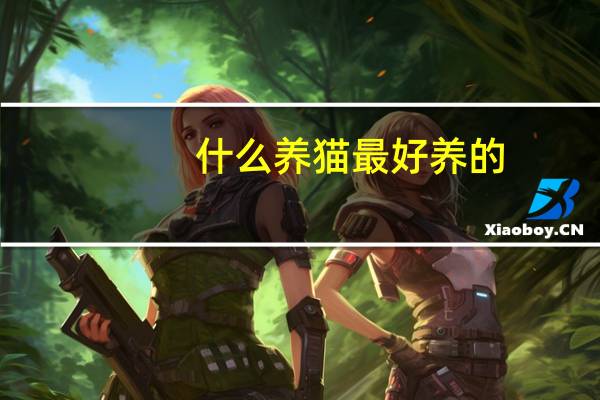 什么养猫最好养的