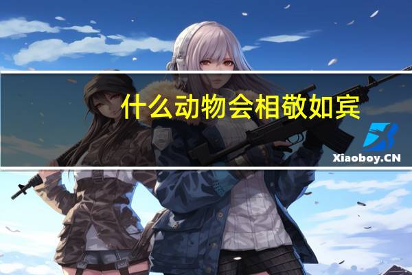 什么动物会相敬如宾（相敬如宾的动物是什么动物）