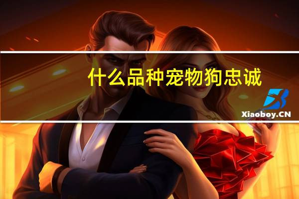 什么品种宠物狗忠诚