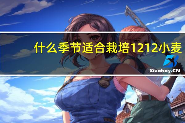 什么季节适合栽培1212小麦