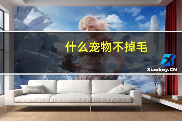 什么宠物不掉毛