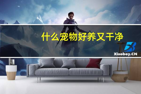 什么宠物好养又干净