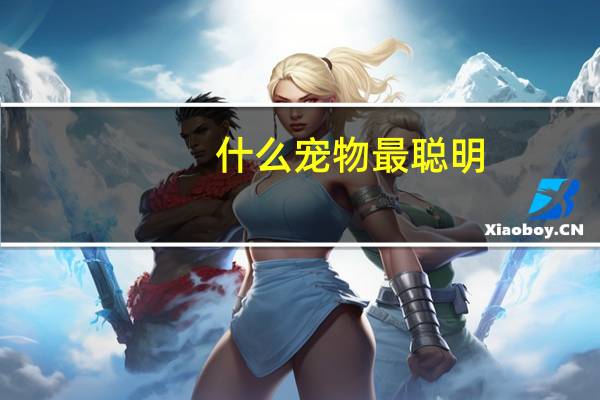 什么宠物最聪明