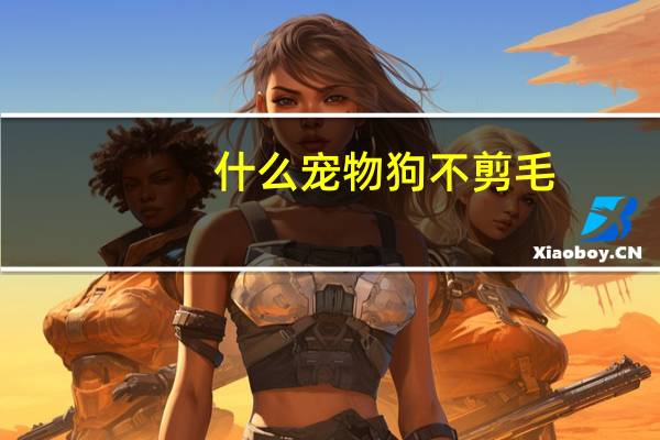 什么宠物狗不剪毛