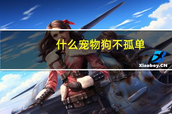 什么宠物狗不孤单