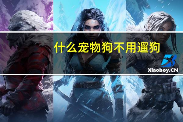 什么宠物狗不用遛狗