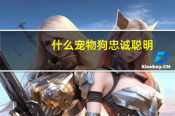 什么宠物狗忠诚聪明