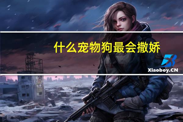什么宠物狗最会撒娇
