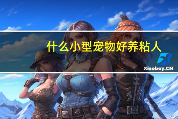 什么小型宠物好养粘人